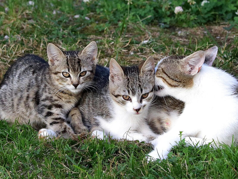 Gatos: ¿Qué significa cuando uno de la calle se frota en ti?