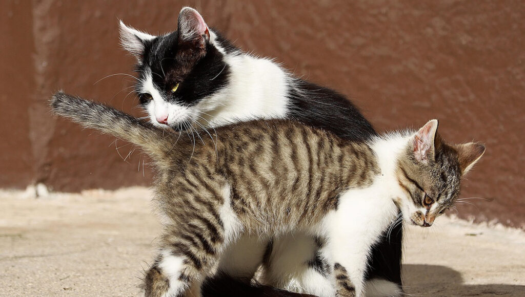 Gatos: ¿Qué significa que se te acerquen en la calle?