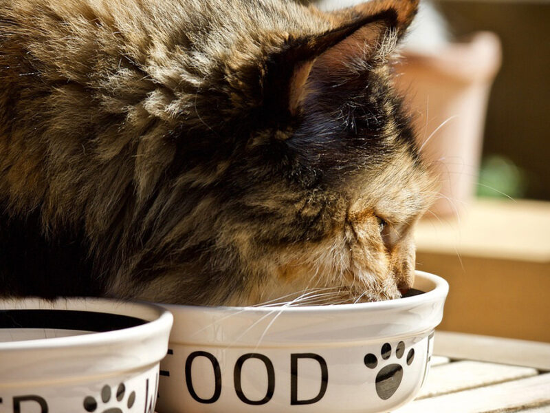 Gatos: ¿Qué tan buena es la Purina One, según Profeco?