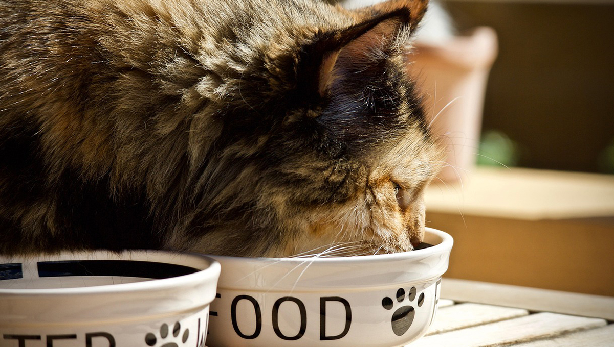 Gatos: ¿Qué tan buena es la Purina One, según Profeco?