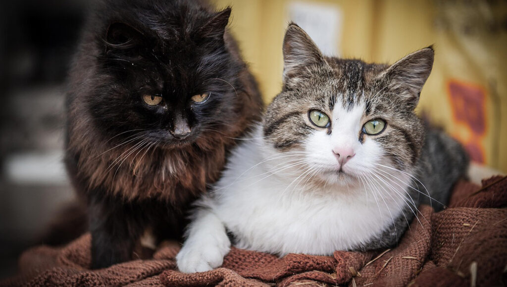 Gatos: ¿qué significa que maúllen cuando te ven?