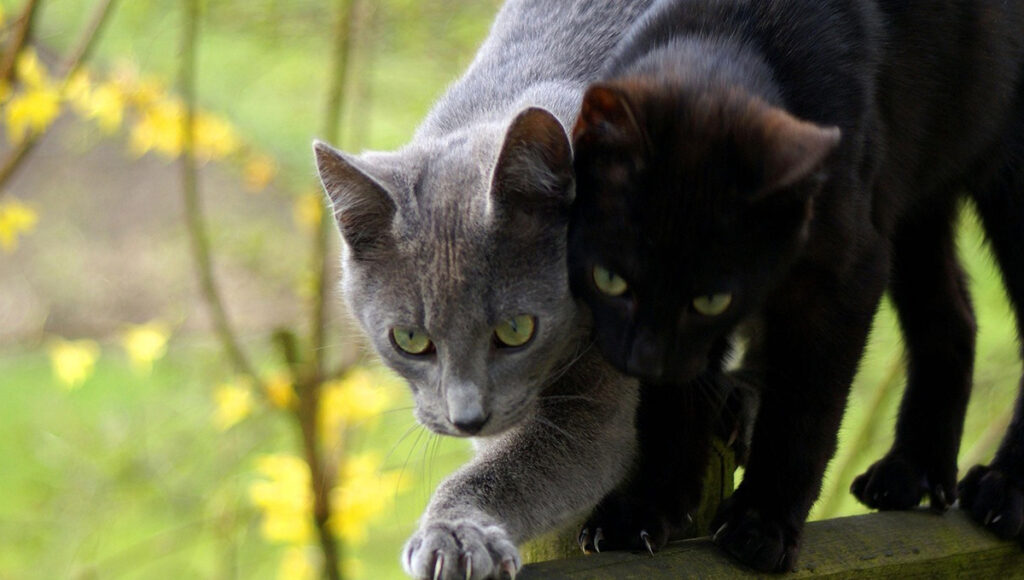 Gatos: ¿qué significa que te miren fijamente mientras duermes?