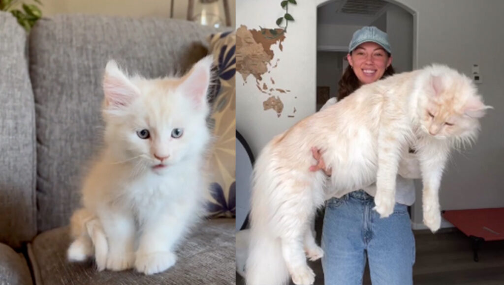 Gatos Maine Coon: Video muestra el IMPRESIONANTE crecimiento que tienen