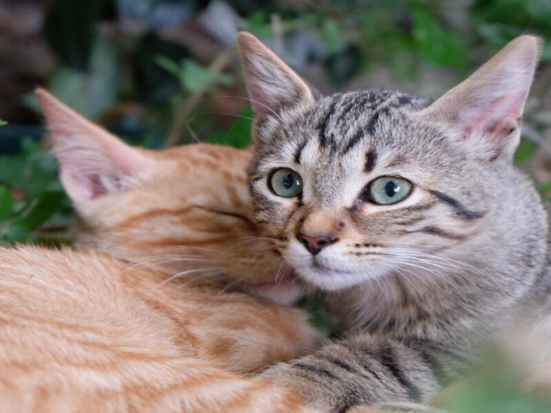 Gatos: ¿qué significa cuando te lamen y te muerden?