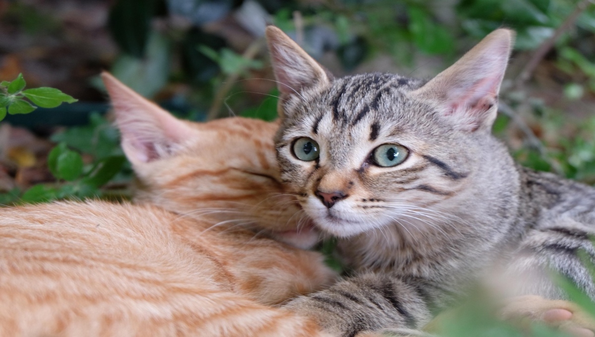 Gatos: ¿qué significa cuando te lamen y te muerden?