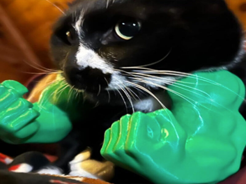 Haz MUSCULOSO a tu gatito: venden brazos para que tengas al michi más fuerte del condado
