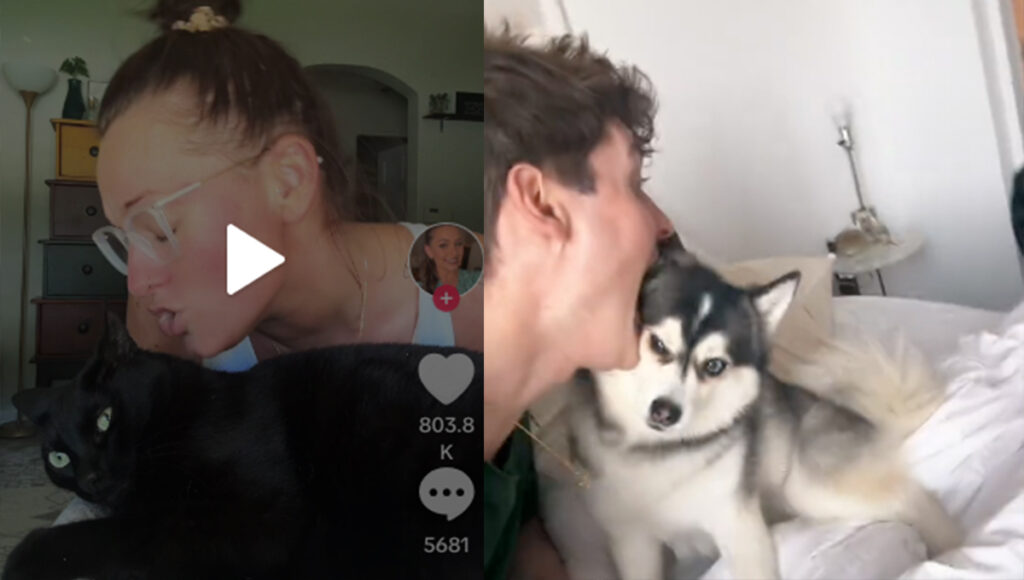 “In the middle of the night”, de qué trata el nuevo trend de Tiktok deja sorprendidas a las mascotas y a los fans de Taylor Swift