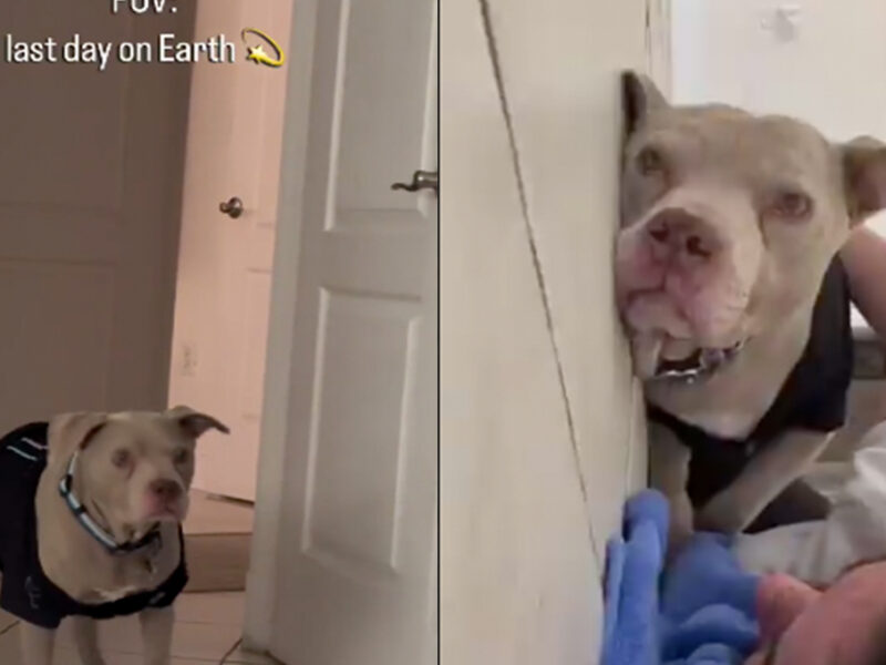 Intenta no llorar: perro pasa el MEJOR día de su vida, pero también el ÚLTIMO