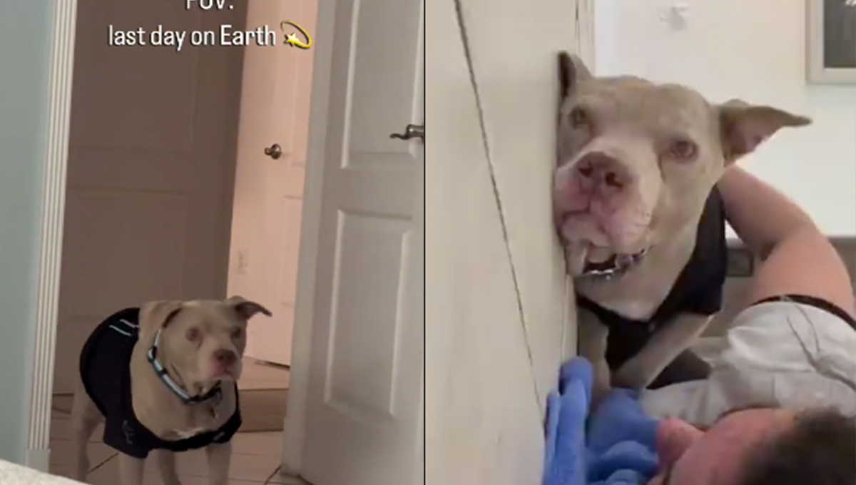 Intenta no llorar: perro pasa el MEJOR día de su vida, pero también el ÚLTIMO