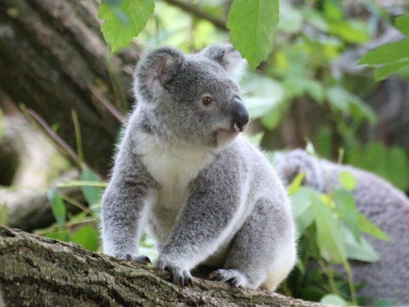 es cierto o falso que los koalas duermen por desamor