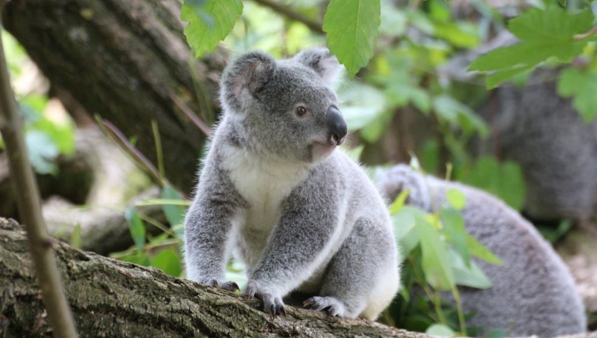 es cierto o falso que los koalas duermen por desamor