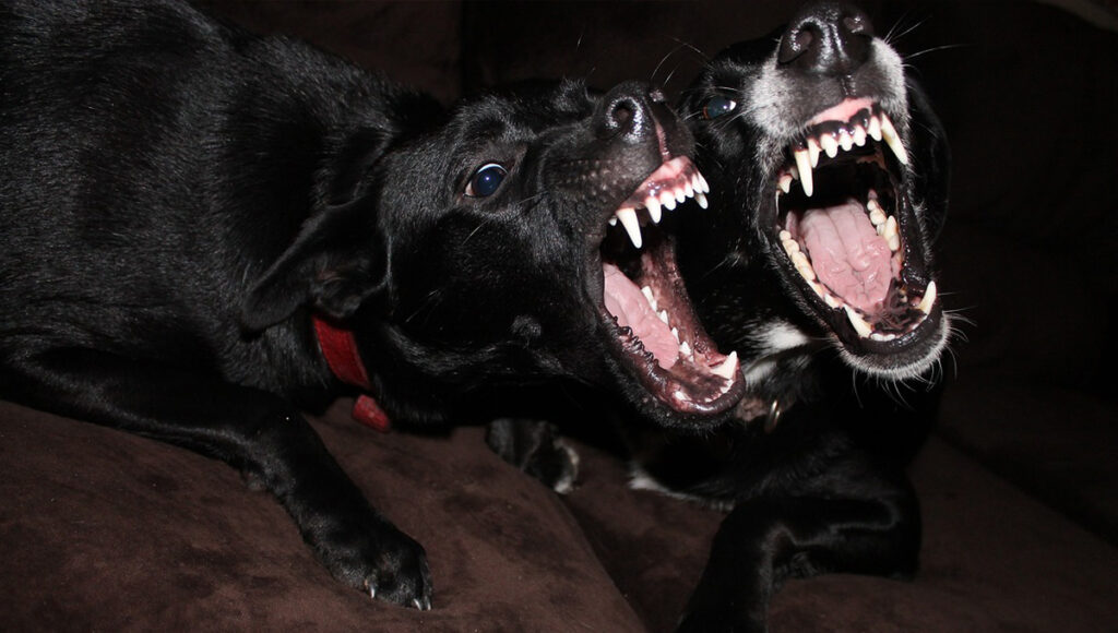La razón por las que tu perro le ladra más a unas personas que a otras