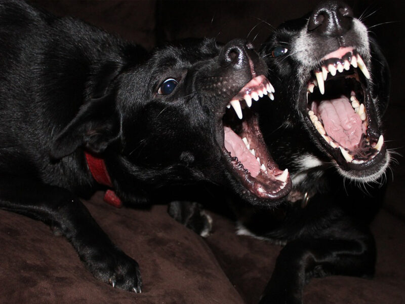 La razón por las que tu perro le ladra más a unas personas que a otras