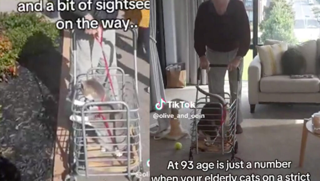 La tierna rutina de un abuelito de 93 años y su gato: salen todos los días a pasear