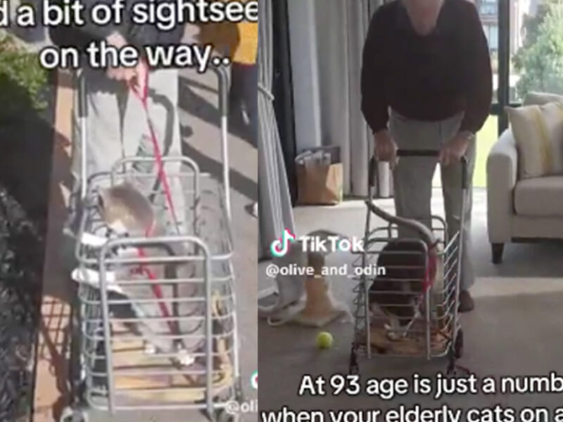 La tierna rutina de un abuelito de 93 años y su gato: salen todos los días a pasear