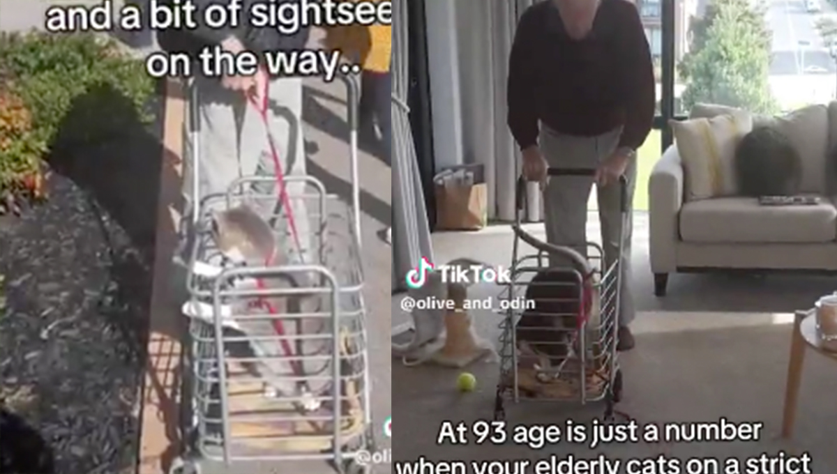 La tierna rutina de un abuelito de 93 años y su gato: salen todos los días a pasear