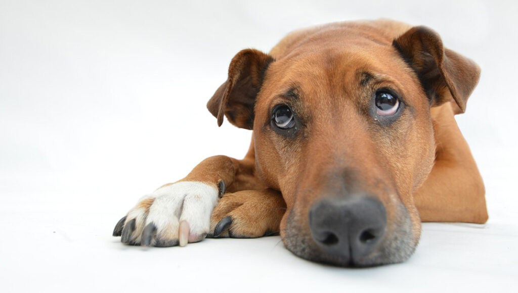 Las enfermedades que tu perro puede ayudarte a detectar antes de que sea tarde