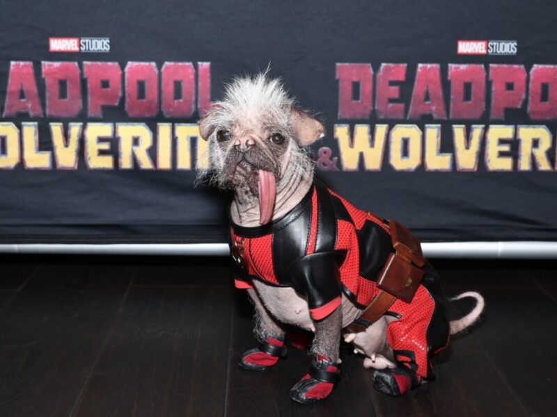 Las mascotas más famosas del cine: de Flow a Beethoven