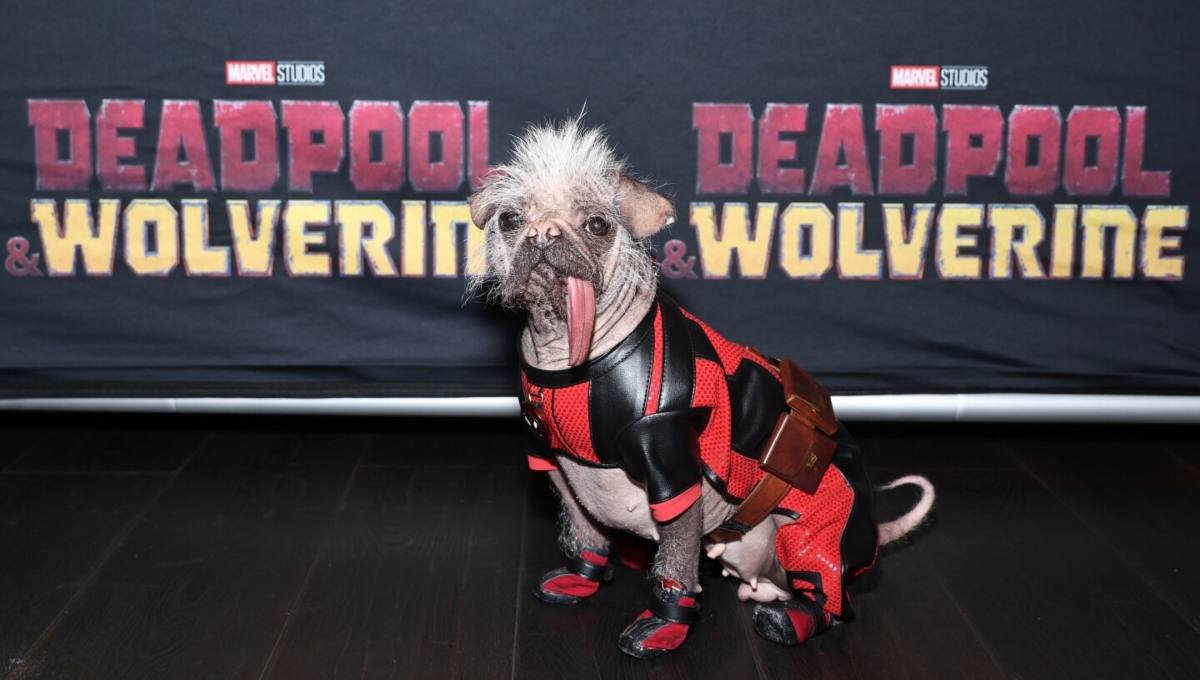Las mascotas más famosas del cine: de Flow a Beethoven