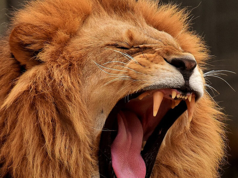 Las mordidas MÁS FUERTES de todo el mundo animal