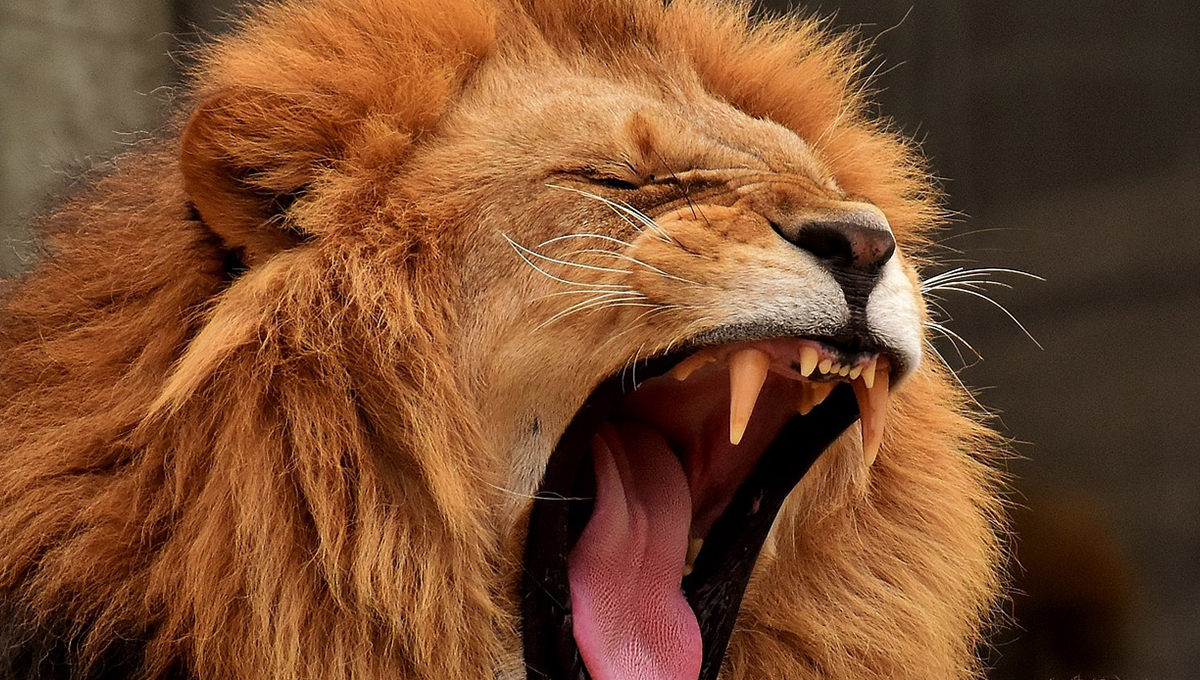 Las mordidas MÁS FUERTES de todo el mundo animal