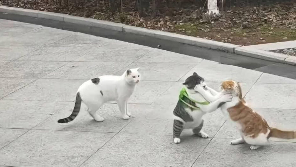 Le ponen mochilita a gato y lo ASALTAN apenas salir: FOTOS