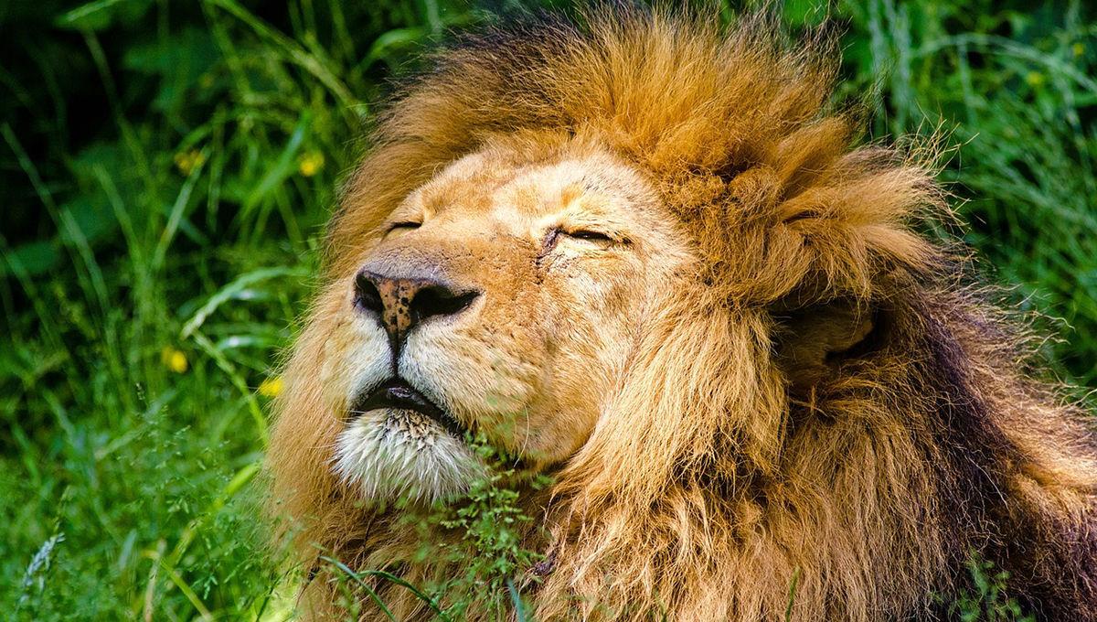 Los animales que no se pueden tener como mascota en México en 2025