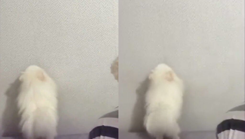 VIDEO: Perrito aprende a bailar en la pared y se hace VIRAL