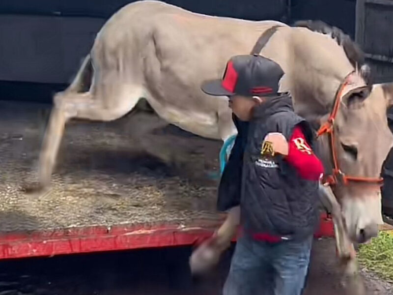 Maestra pide a sus alumnos llevar a sus mascotas y niño sorprende al llevar a su burro