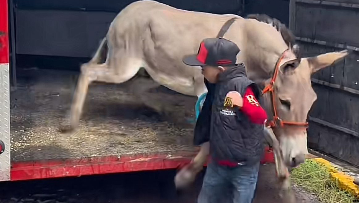 Maestra pide a sus alumnos llevar a sus mascotas y niño sorprende al llevar a su burro