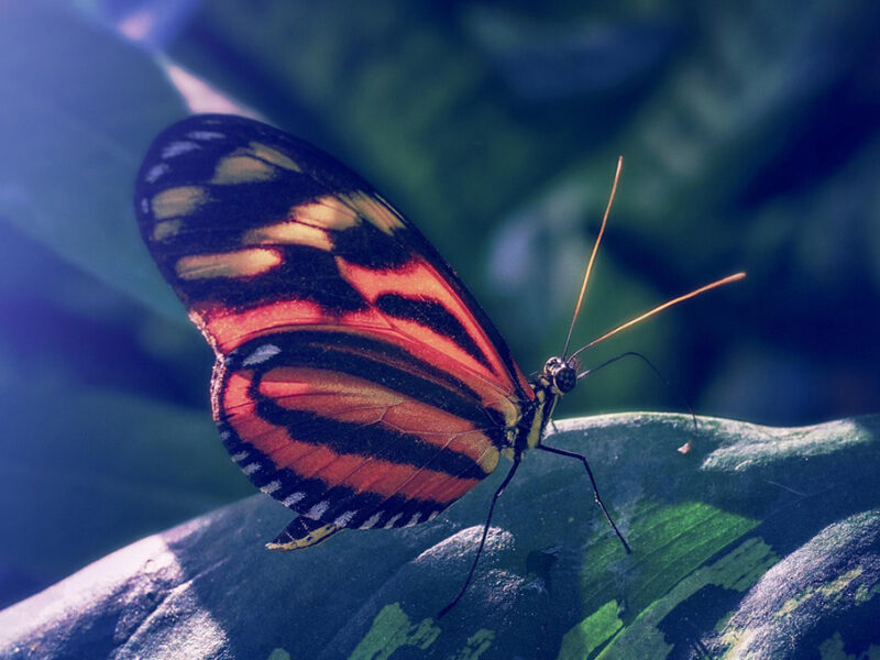 Mariposa naranja: ¿cuál es su significado espiritual?