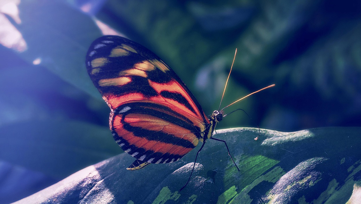 Mariposa naranja: ¿cuál es su significado espiritual?