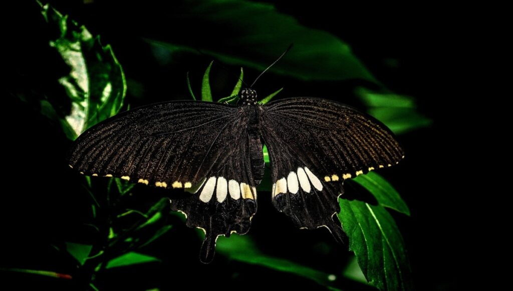 Mariposa negra: ¿cuál es el significado espiritual de su aparición?