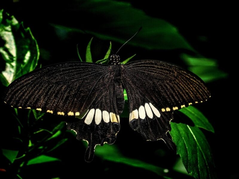 Mariposa negra: ¿cuál es el significado espiritual de su aparición?