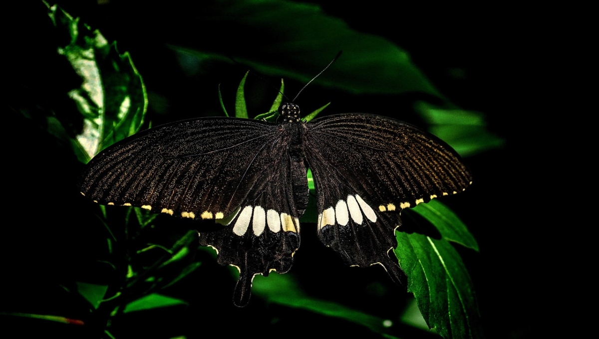Mariposa negra: ¿cuál es el significado espiritual de su aparición?