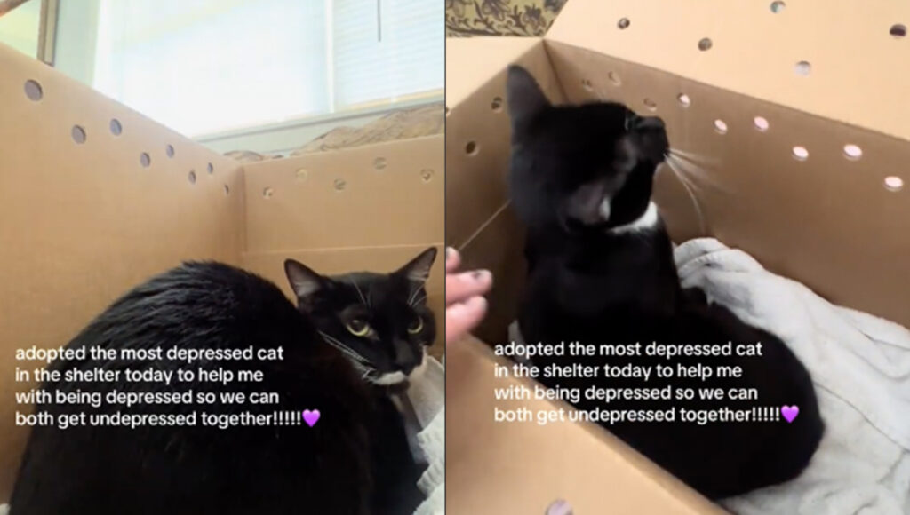 Mujer con depresión adopta a gatito deprimido: esto fue lo que sucedió