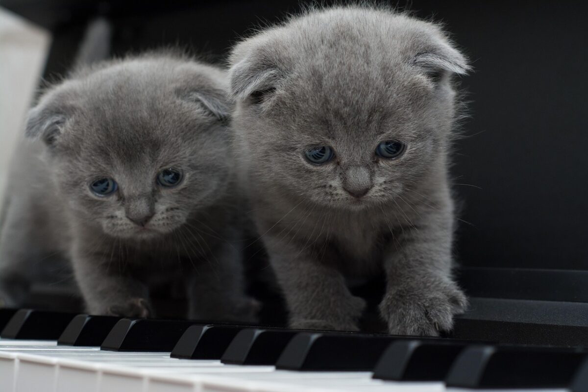 Nombres coreanos para gatos grises con su significado