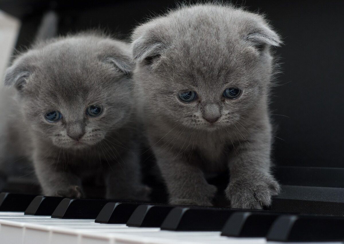 Nombres coreanos para gatos grises con su significado