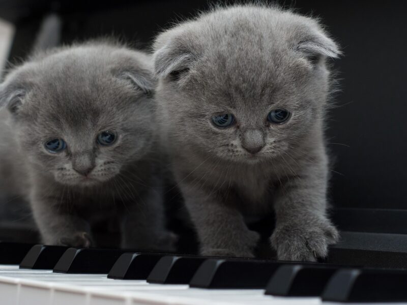Nombres coreanos para gatos grises con su significado