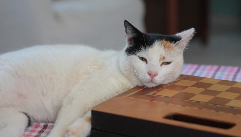 Nombres para gatas hembras color negro con blanco