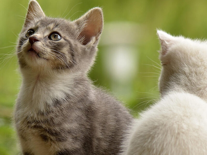 Nombres para gatos grises con rayas negras y su significado
