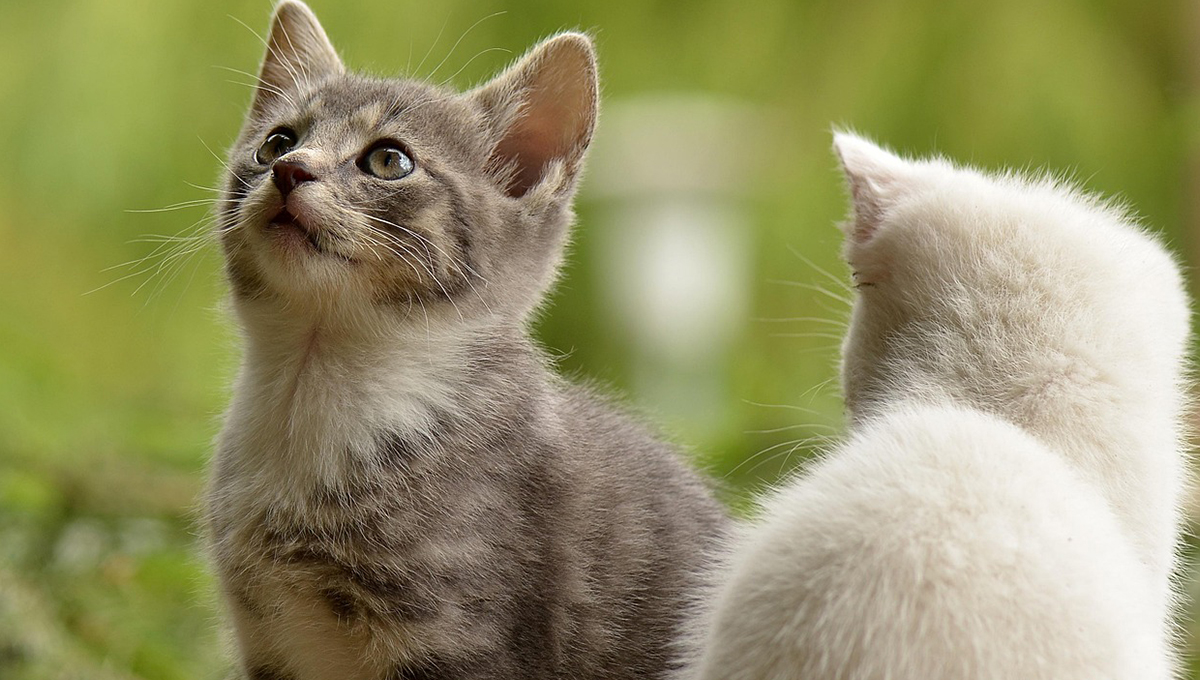 Nombres para gatos grises con rayas negras y su significado