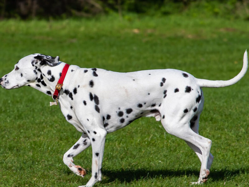 Nombres para perros blancos con manchas