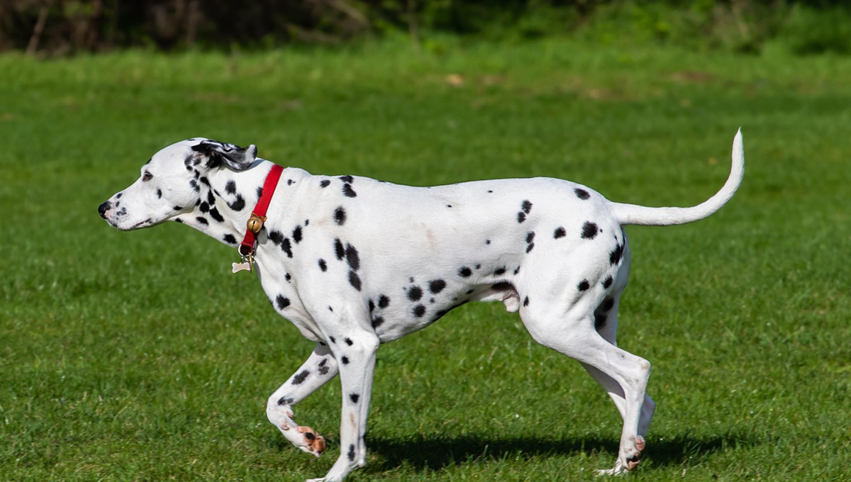 Nombres para perros blancos con manchas