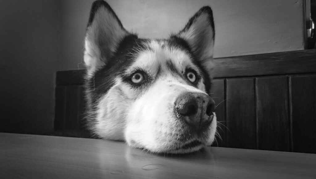Nombres para perros husky macho y sus significados