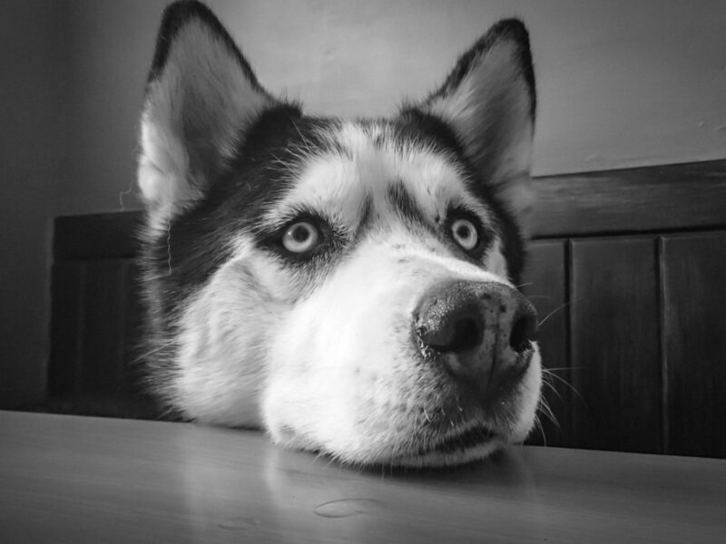 Nombres para perros husky macho y sus significados