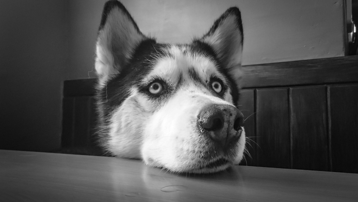Nombres para perros husky macho y sus significados
