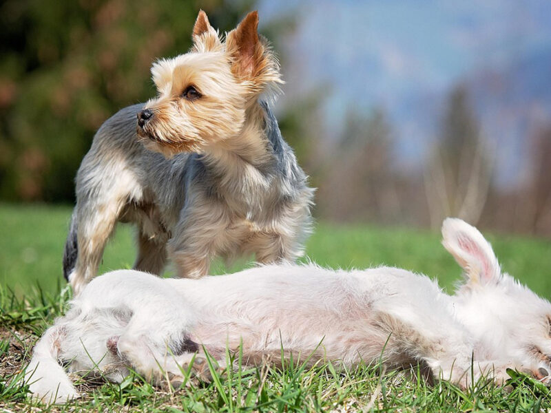 Nombres para perros machos pequeños y su significado