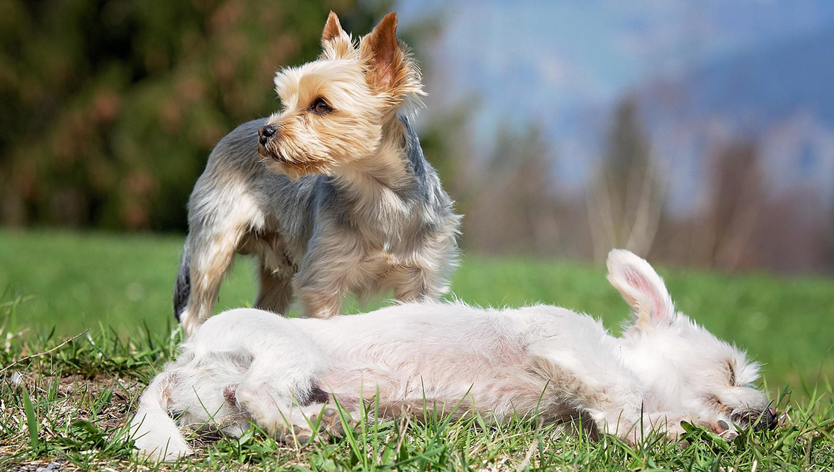 Nombres para perros machos pequeños y su significado