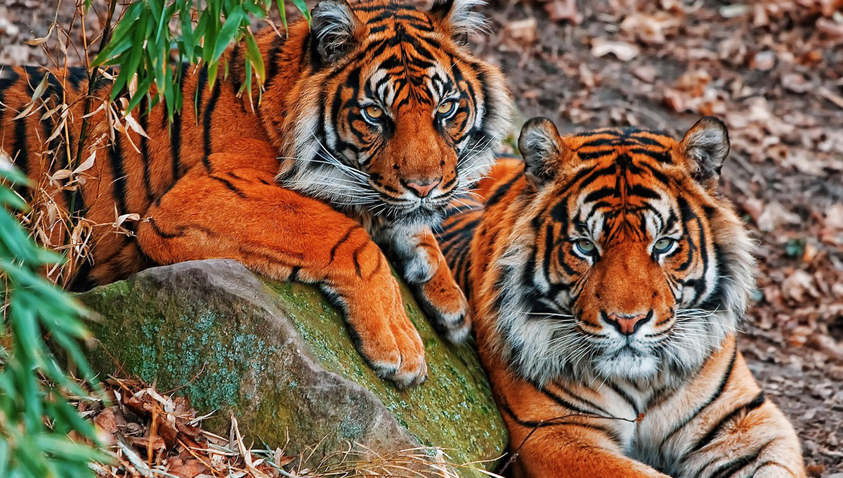 Pareja PASEA a TIGRE en plena calle y hasta se les escapa en Puerto Vallarta